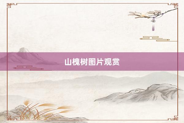 山槐树图片观赏
